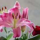 Lelie van Jean Arntz thumbnail