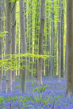 Matin, la forêt de Haller avec des jacinthes des bois