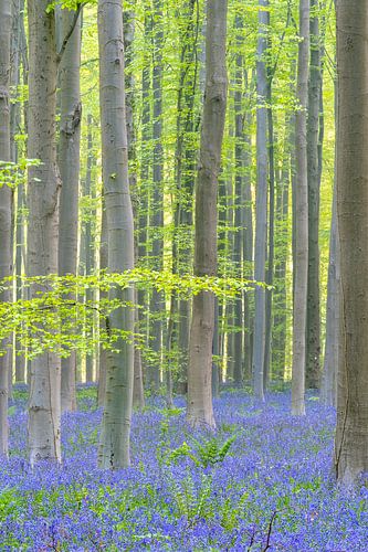 Morning, the Haller forest with forest hyacinths