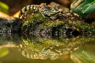Jonge Brilkaaiman - Caiman crocodilus van Rob Smit thumbnail