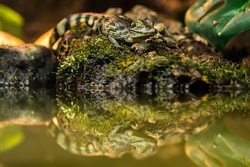 Young Brilkaiman - Caiman crocodilus by Rob Smit