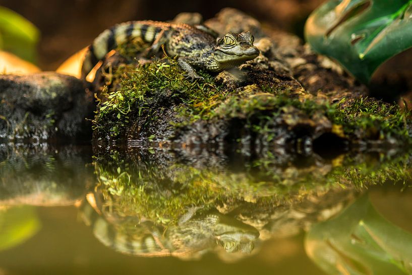 Jonge Brilkaaiman - Caiman crocodilus van Rob Smit
