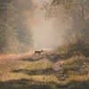 Matin calme dans la forêt sur Silvia Thiel
