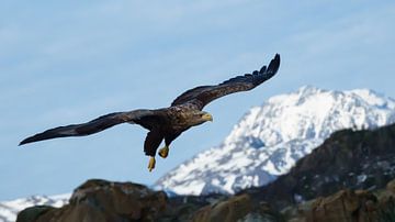 Europäischer Weißkopfseeadler im Flug über einen schneebedeckten Berg in Norwegen von Aagje de Jong