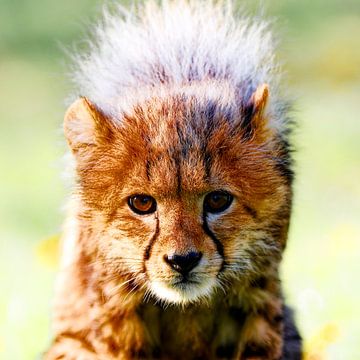 Kleine Katze von Ken Kühlbrandt