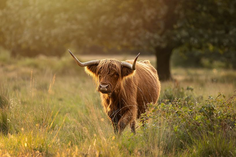 Schotse hooglander koe in de avondzon van KB Design & Photography (Karen Brouwer)