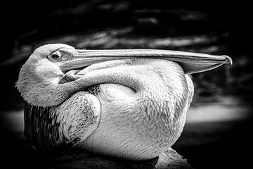 Pelican resting by pixxelmixx