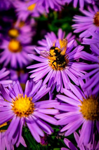Prachtige bloesems in de huistuin