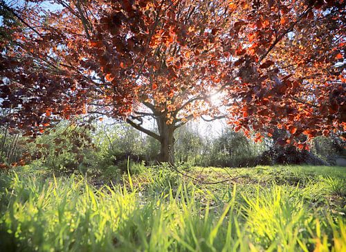a fairy-tale tree in springtime light...