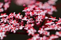 Holunderblüten von Marieke Funke Miniaturansicht