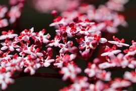 elderflower by Marieke Funke