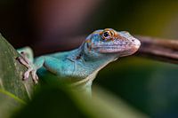 Reptiel