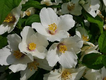 Drie wit bloeiende bloemen van een botanische roos. van Wim vd Neut