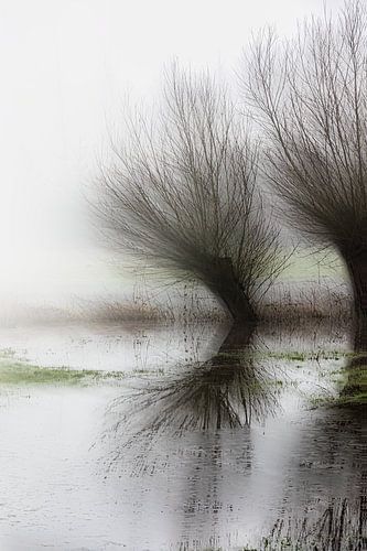 Knotwilgen in de mist