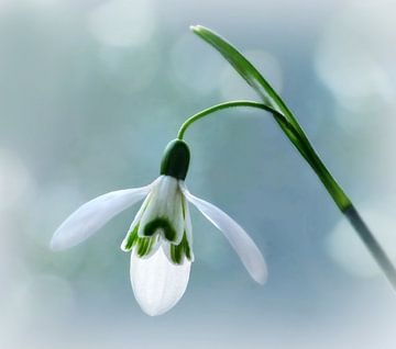 Snowdrop... (Sneeuwklokje) van Caroline Lichthart