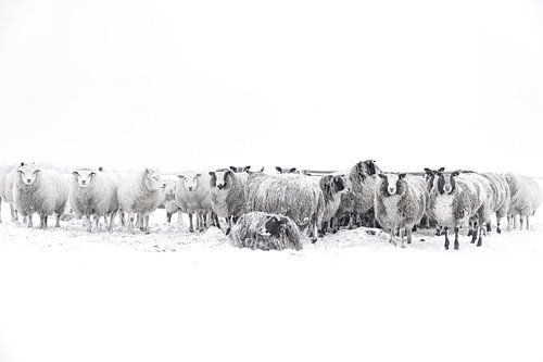 Schapen in een besneeuwde weide in een winterlandschap