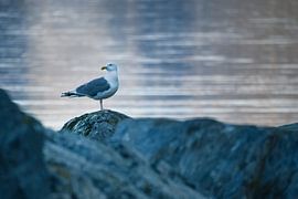 Möwe auf einem Stein am Fjord in Norwegen
