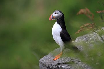 Puffins Norway by Frank Fichtmüller