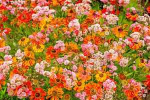 Kleurrijke dubbelopname van zomerbloemen