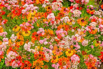Kleurrijke dubbelopname van zomerbloemen