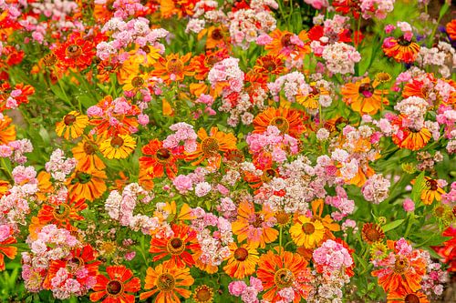 Bunte Doppelaufnahme von Sommerblumen