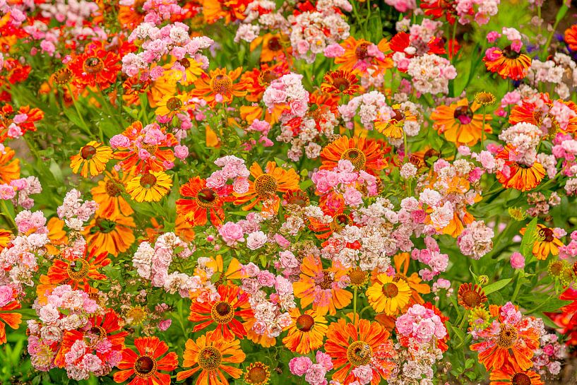 Kleurrijke dubbelopname van zomerbloemen van Hans Kwaspen