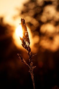 In the sun by Thijs Schouten