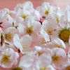 Soft blossom by SusanneV
