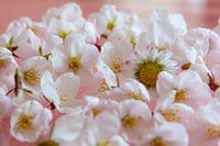 Soft blossom
