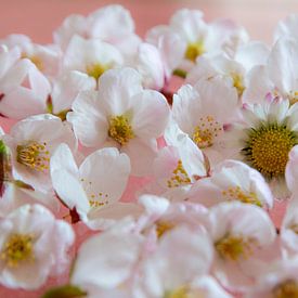 Soft blossom by SusanneV