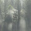 Sunshine and fog in the Swedish forests by Shotz by Mindy