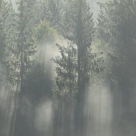 Sonnenschein und Nebel in den schwedischen Wäldern von Mindy Molein