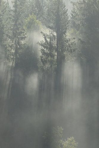Zonnenstralen en mist in de eindeloze Zweedse bossen