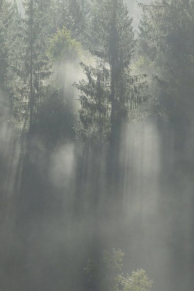Sonnenschein und Nebel in den schwedischen Wäldern von Shotz by Mindy