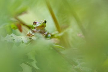 European tree frog by Pim Leijen