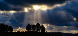 The trees and the sun