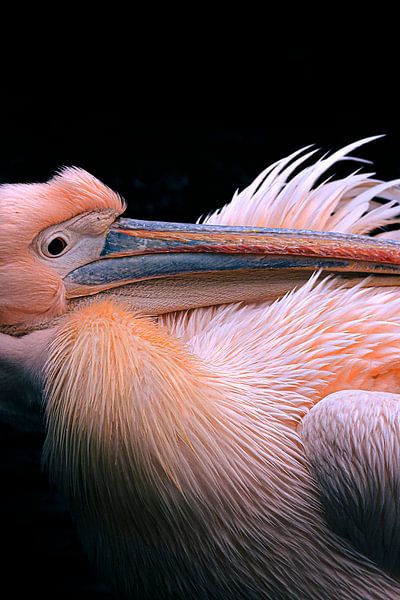 Pelikan von Thomas Heitz