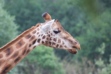 giraf van marijke servaes