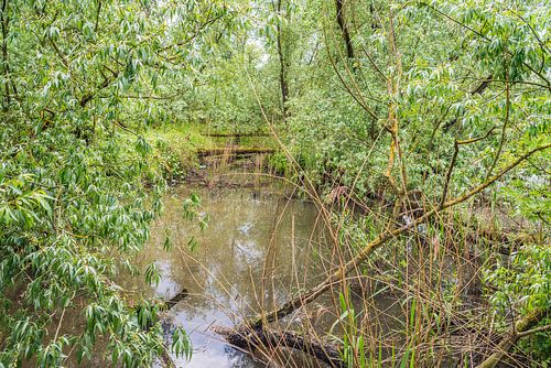 Wilde natuur in een Nederlands natuurgebied