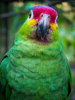Portrait of a green parrot in the Central American jungle