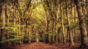 Forest during autumn