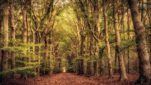 Wald im Herbst von Freddy Klok