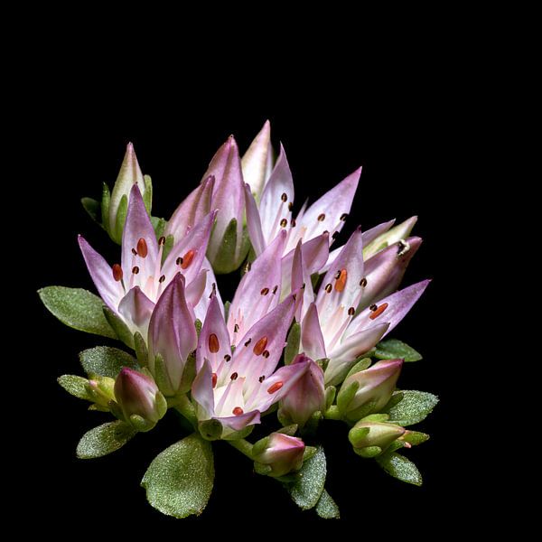 Flaming flowers by Ruud Overes