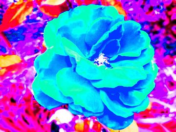 Rose van cashumi