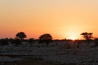 Sonnenuntergang im Etoscha-Nationalpark von GoWildGoNaturepictures Miniaturansicht