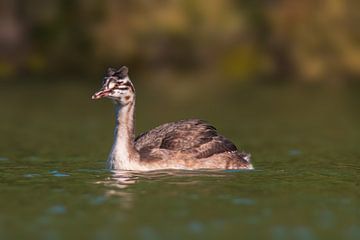 young great crested grebe chick on a pond von Mario Plechaty Photography