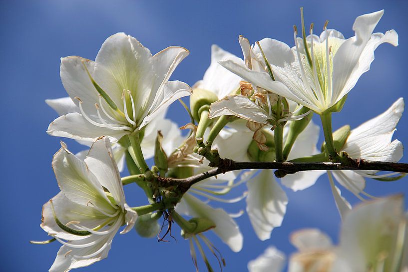 The White Tree Blossom van Cornelis (Cees) Cornelissen