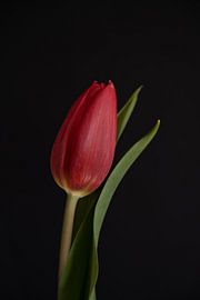 Red tulip close up by Sandra houben