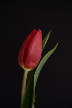 Red tulip close up