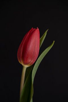 Tulipe rouge en gros plan sur Sandra houben